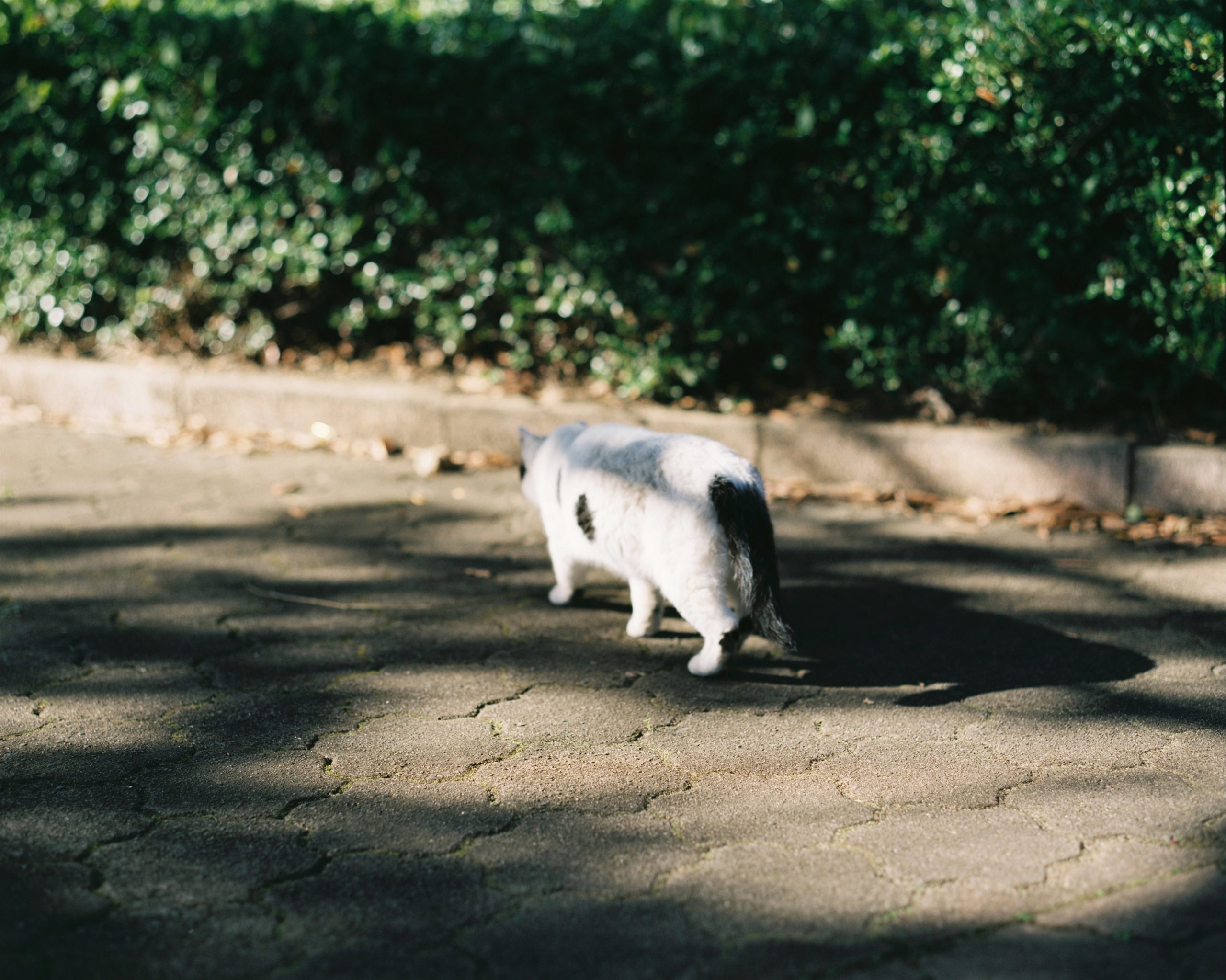 ゆっくりと歩く猫